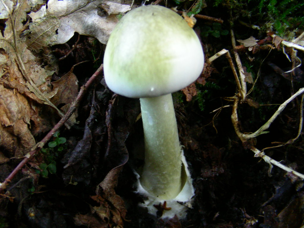 Tornando a Castelfusano